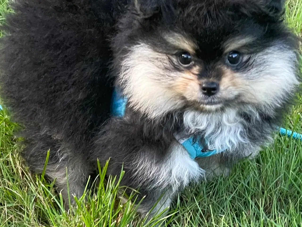 Billede 2 - Pomeranian dreng 
