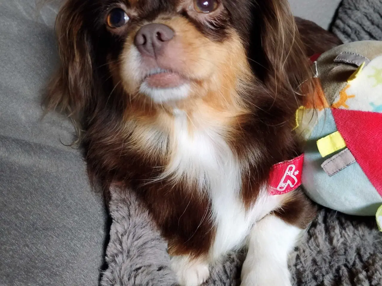 Billede 14 - Dejlige små race blandinge