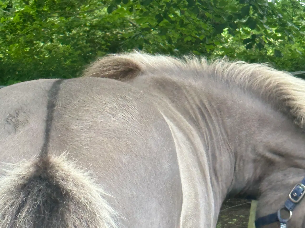 Billede 3 - Smuk sortblak hoppe 