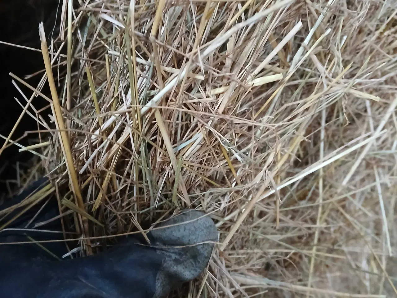 Billede 4 - Strandsvingel/hø