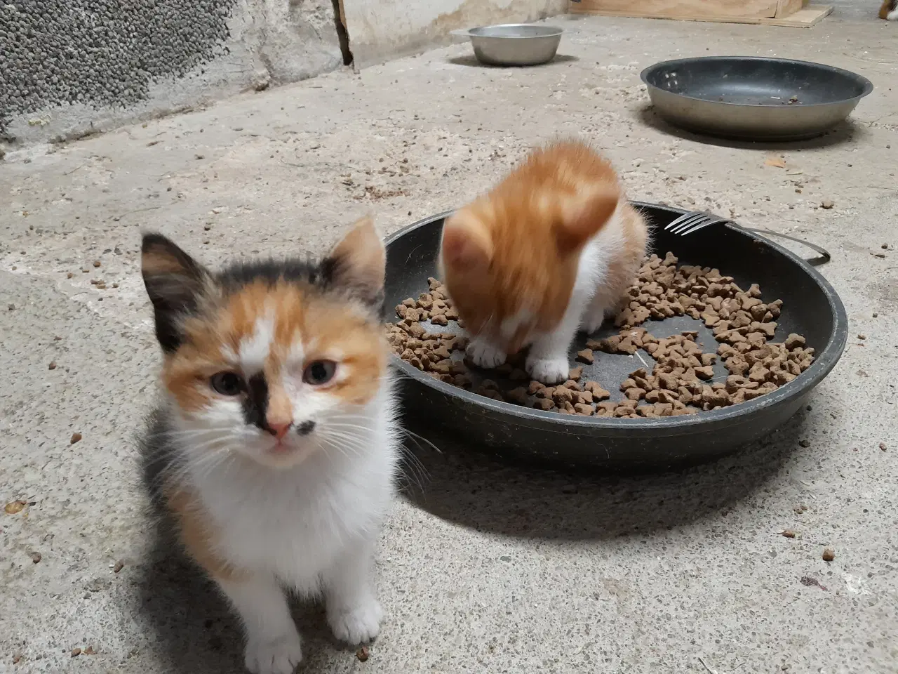 Billede 7 - Kattekillinger