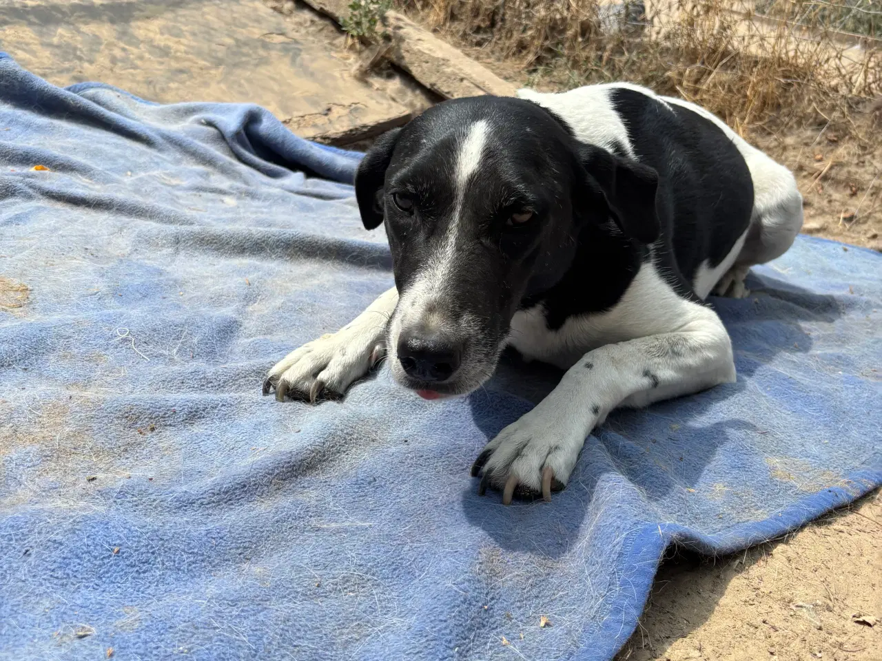 Billede 13 - Wilma til adoption! 🩷