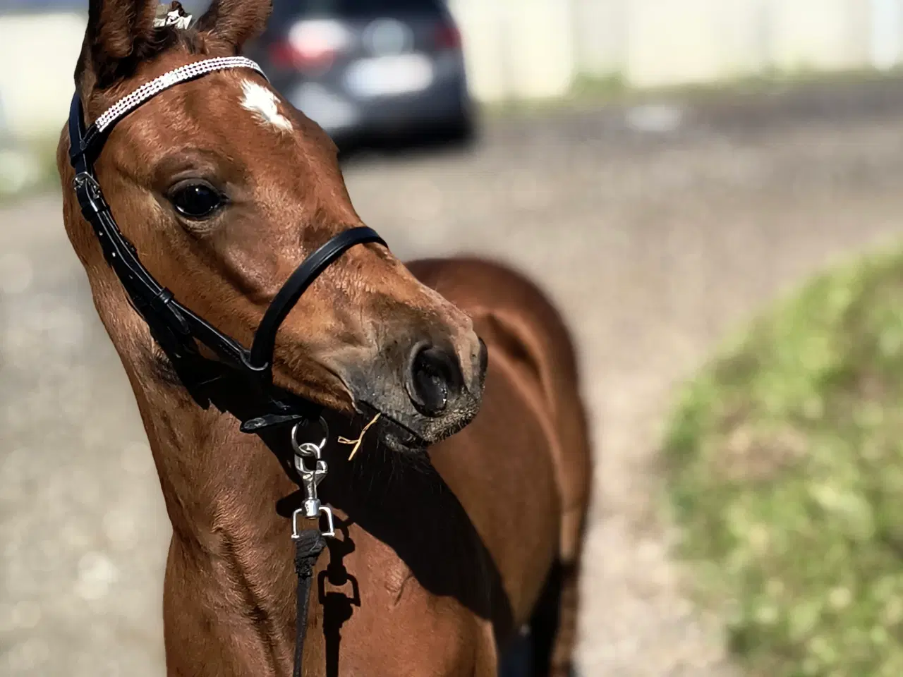 Billede 9 - Dansk Sports Pony 