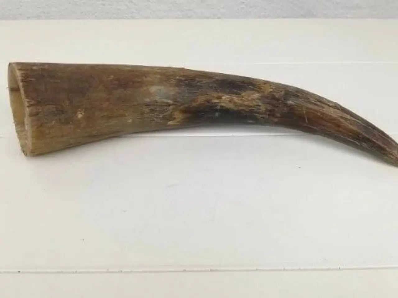 Billede 1 - Fin horn som angivnelig stammer fra en tyr eller e