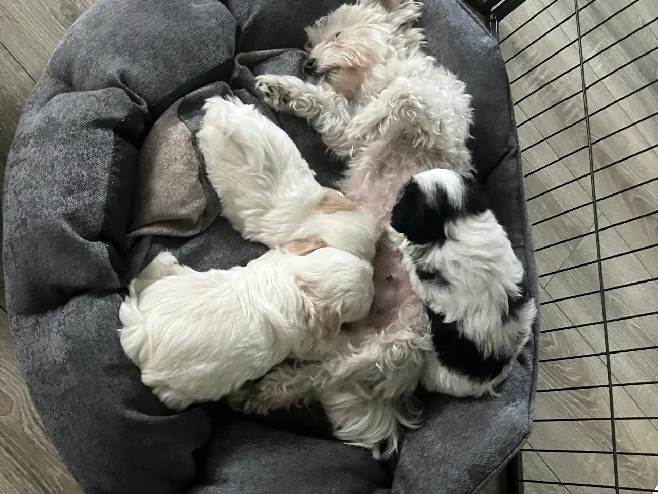 Billede 3 - Små maltipoo klar til kærlghed