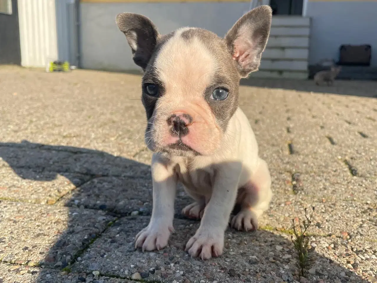 Billede 9 - Fransk Bulldogge Hvalpe