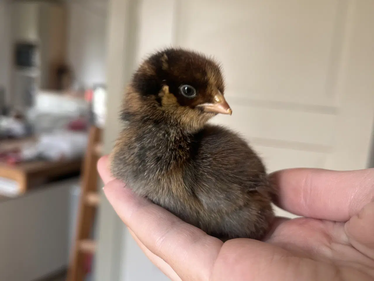 Billede 5 - Søde små kyllinger 