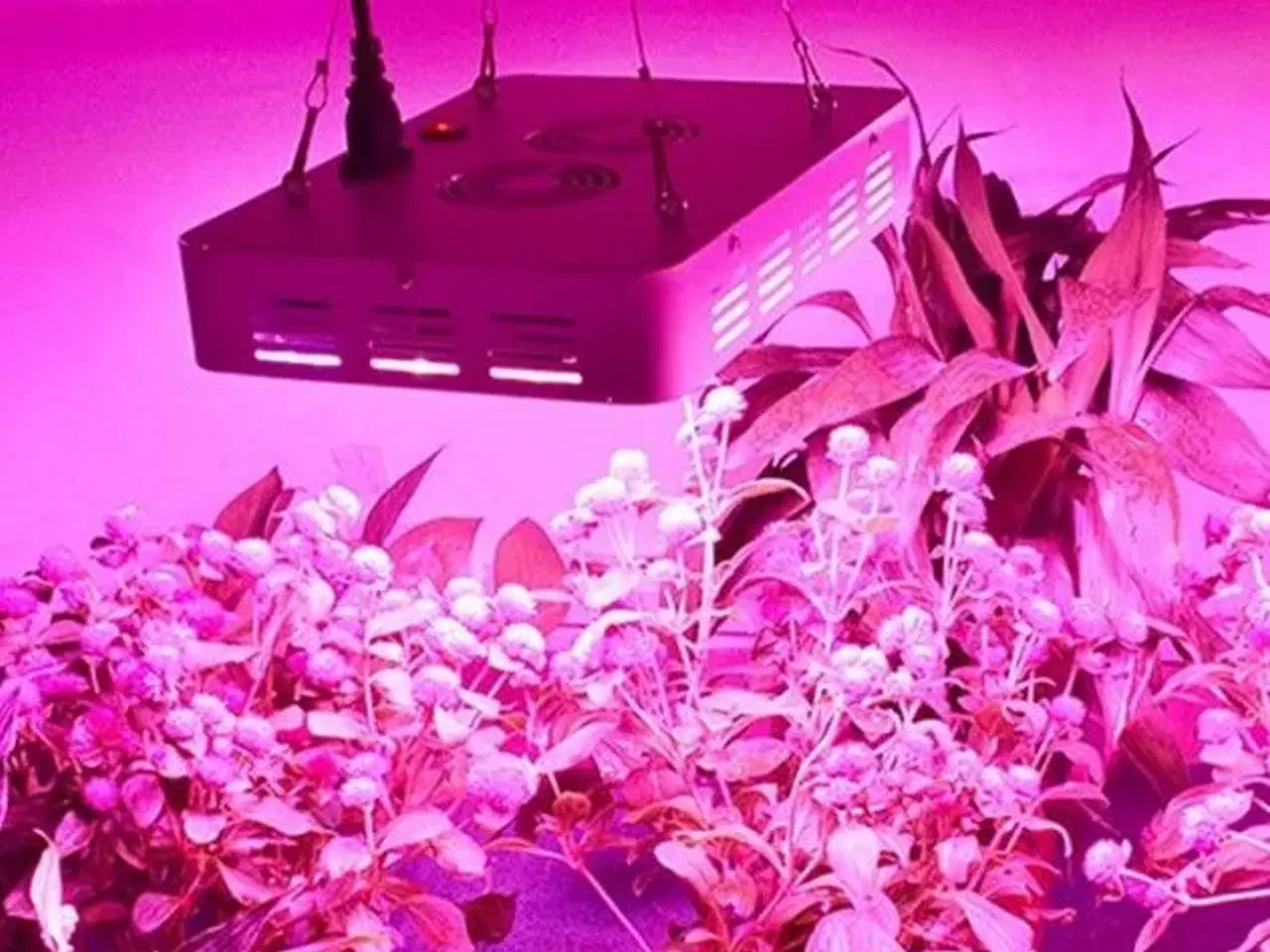 Billede 2 - DILIYA -  150W  50.LED Plant Grow Plant 