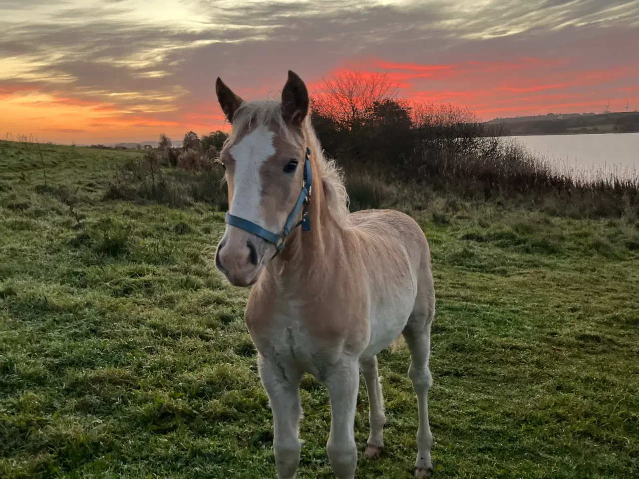 Billede 1 - Haflinger hingst 