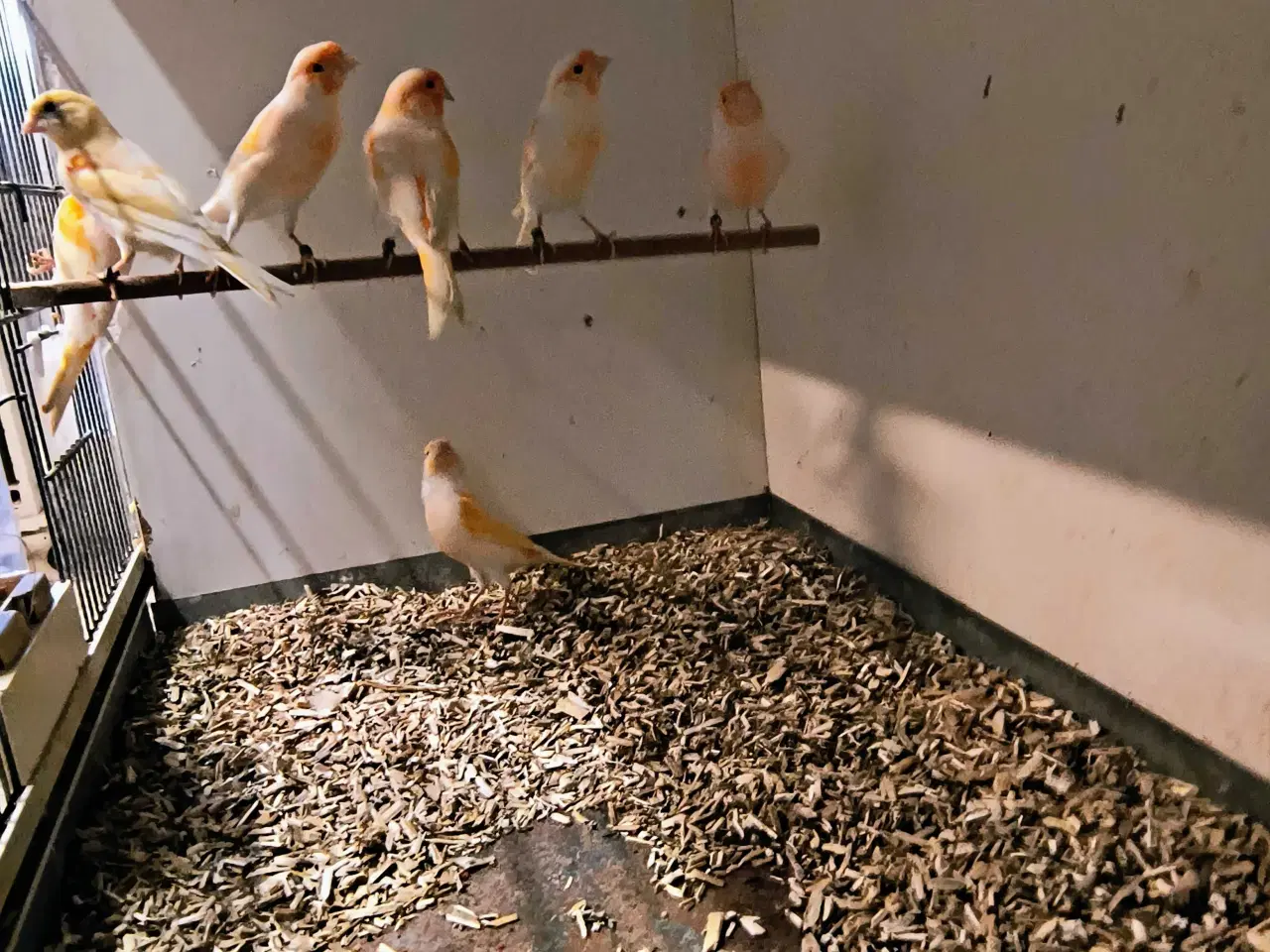 Billede 3 - Kanariefugle 