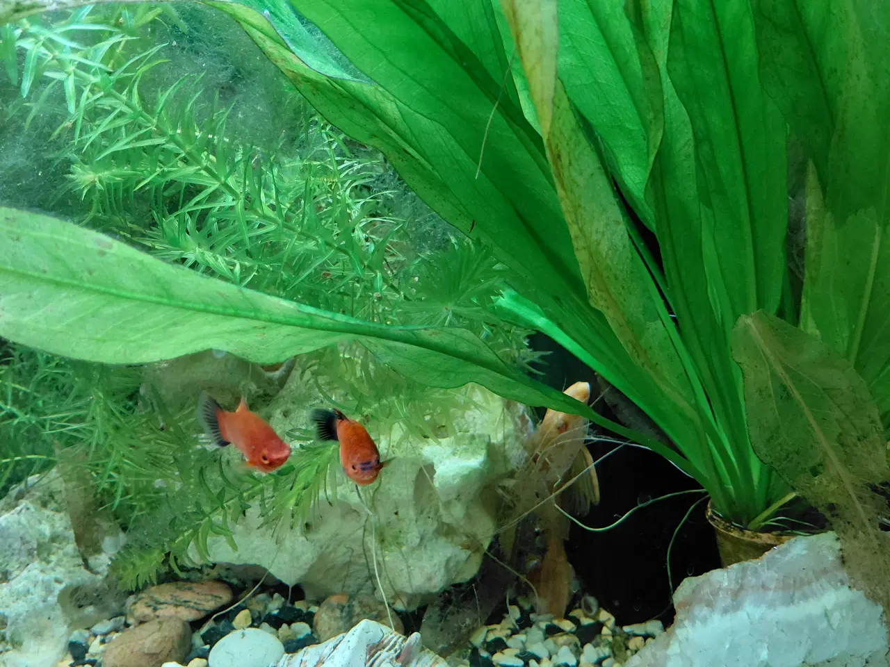 Billede 5 - Juvel 125 l akvarium