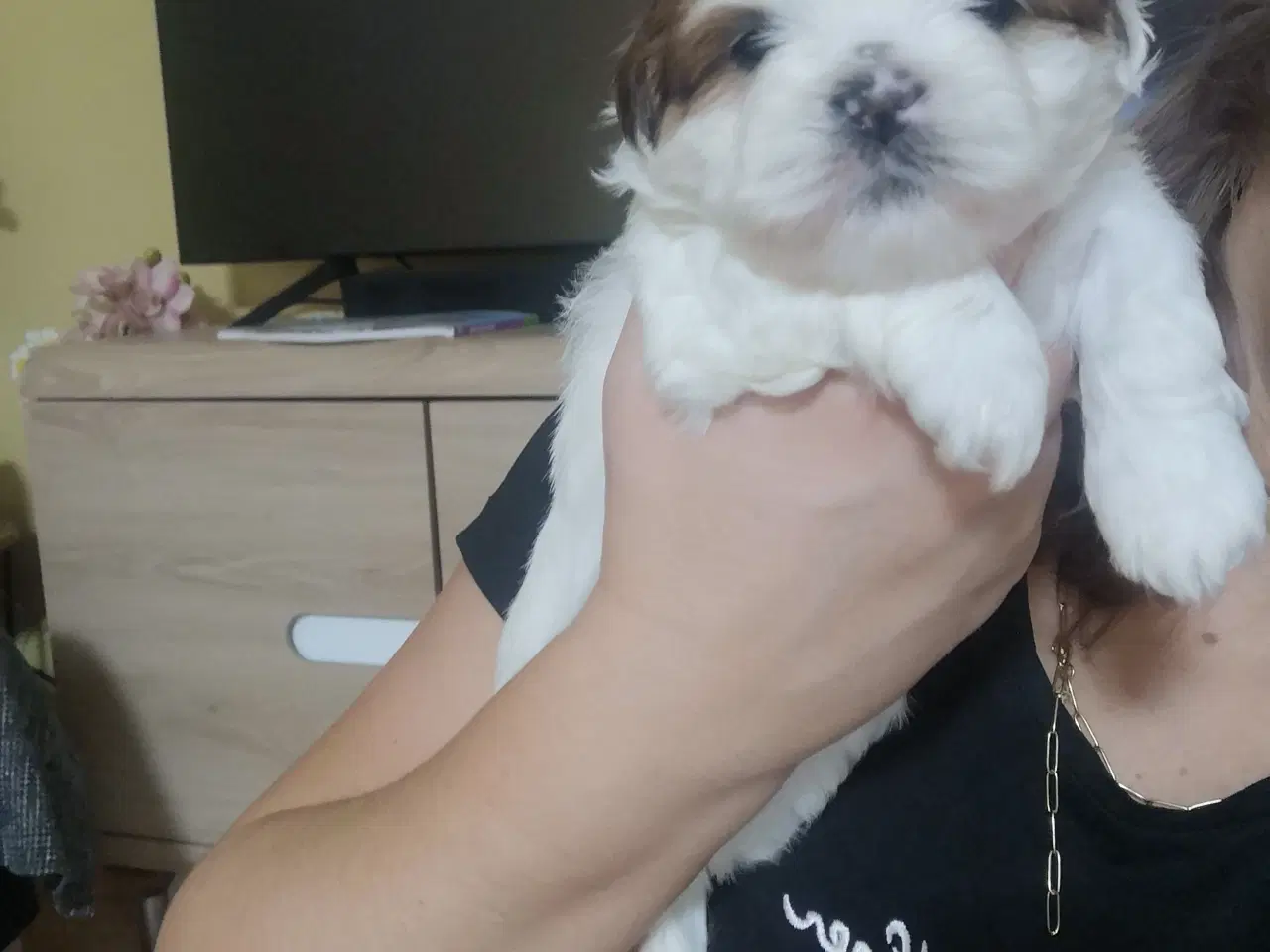 Billede 5 - Shih tzu Hvalpe