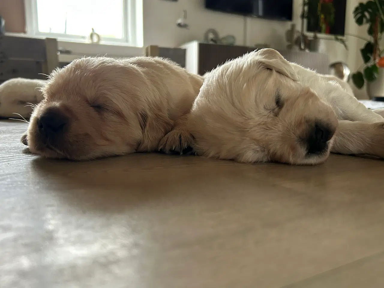 Billede 3 - Skønne gyldne Golden Retriever hvalpe
