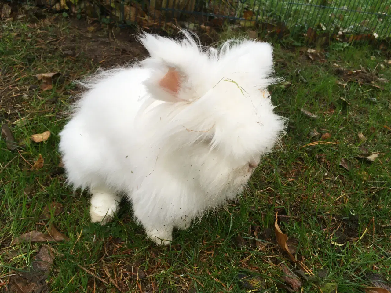 Billede 4 - Olaf ( KASTRERET ) søger kærligt hjem