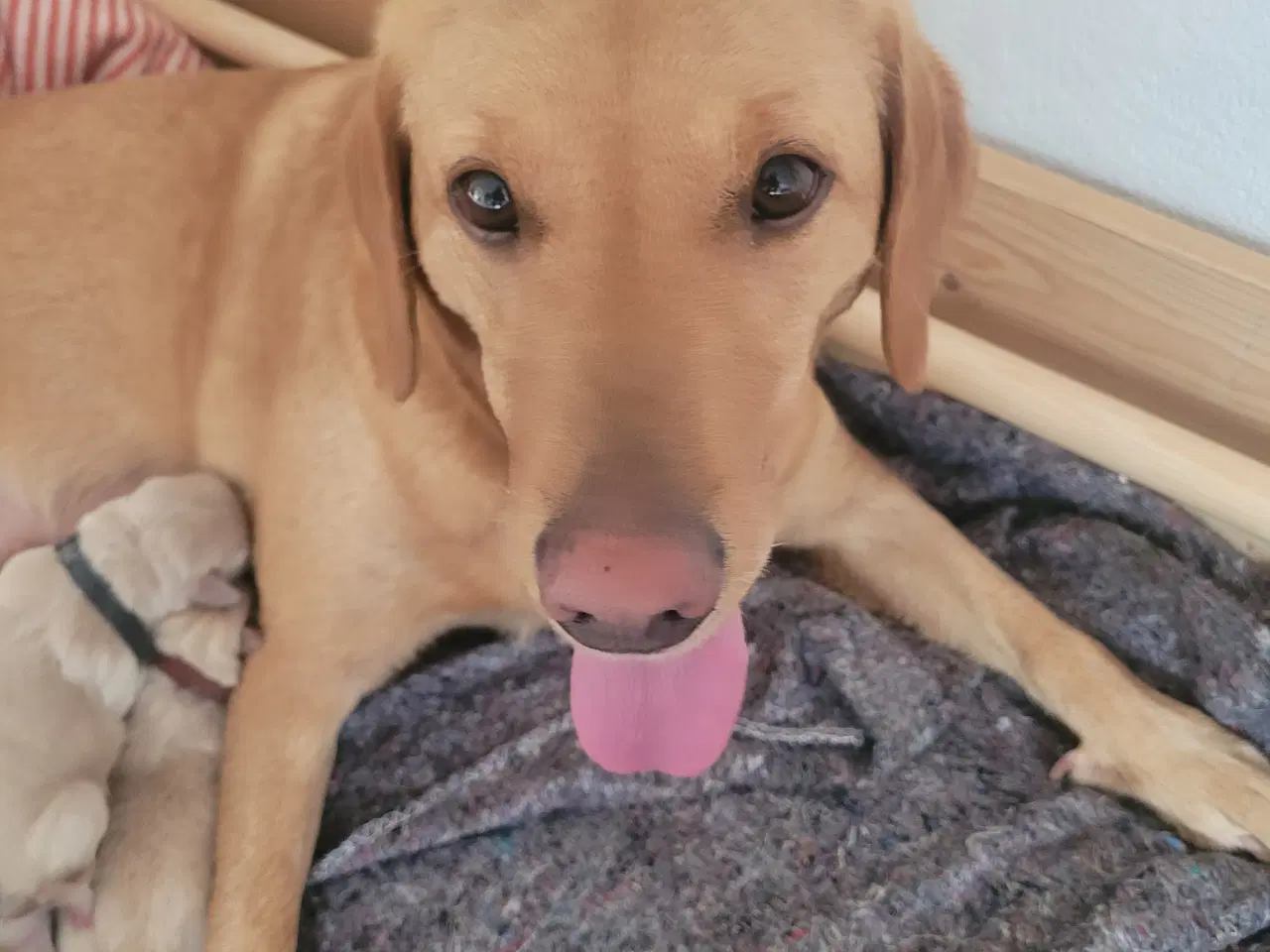 Billede 12 - Labradoodle/labrador F1 hvalpe søger nye hjem