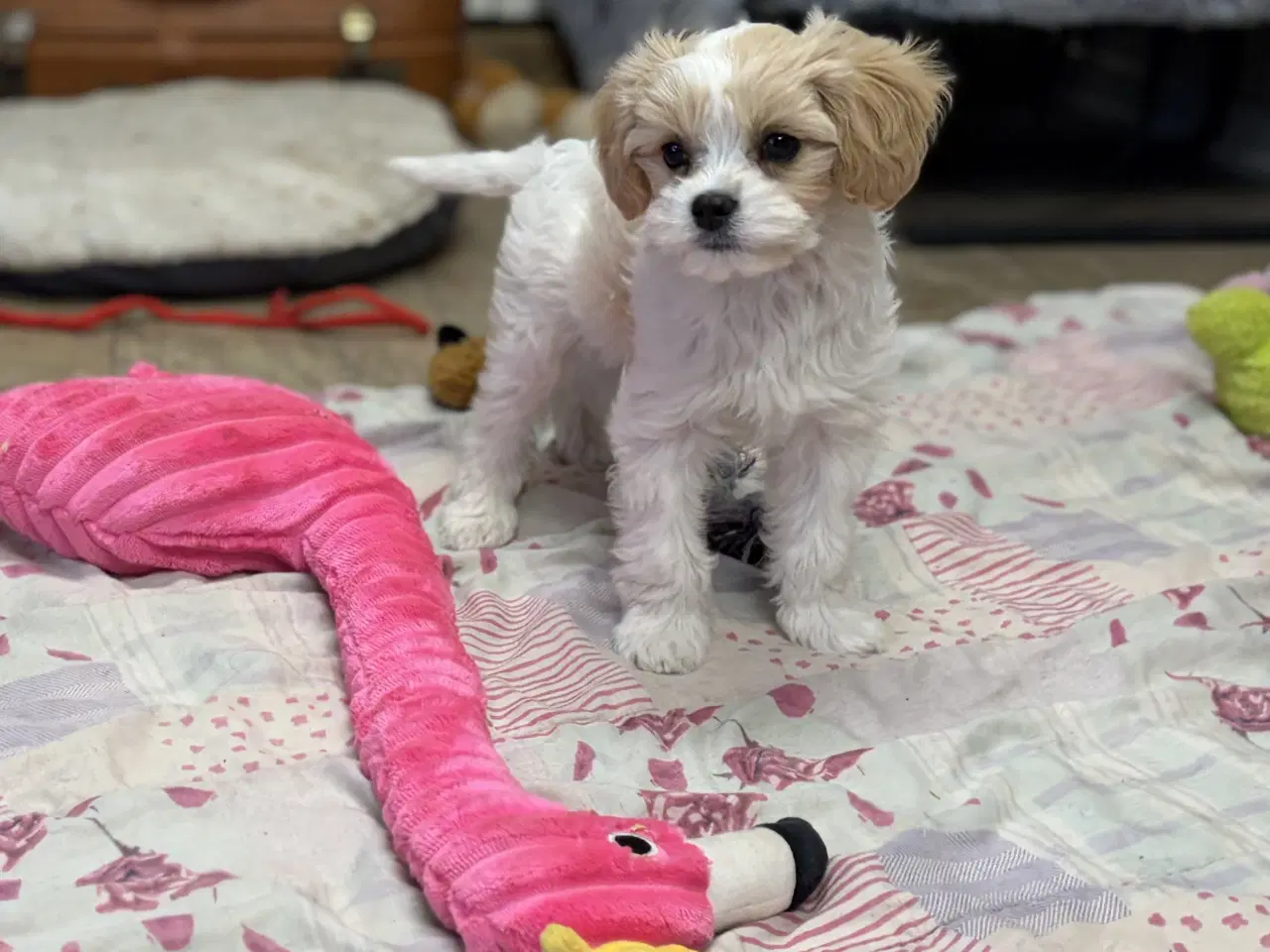 Billede 13 - Den smukkeste Mini Cavapoo pige 