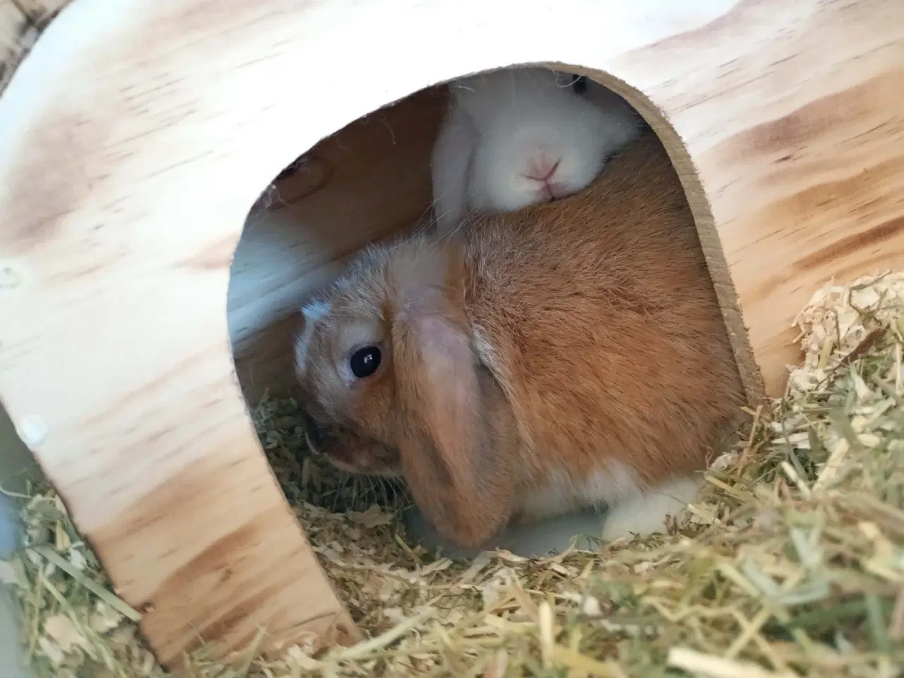 Billede 2 - 2 stk unge hunner med bur 