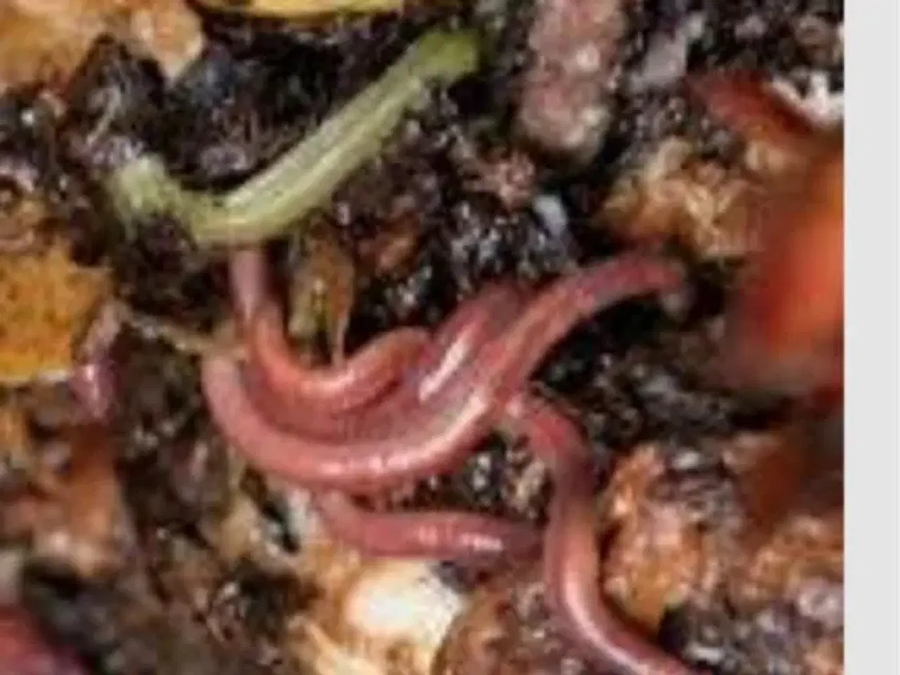 Billede 1 - Kompost orme til haven