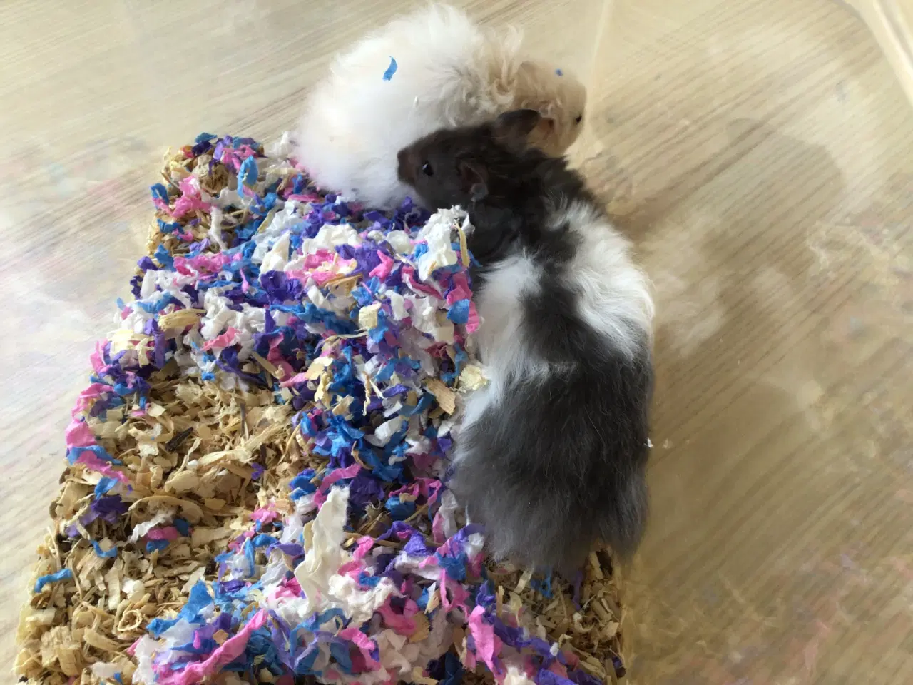 Billede 3 - Guldhamster