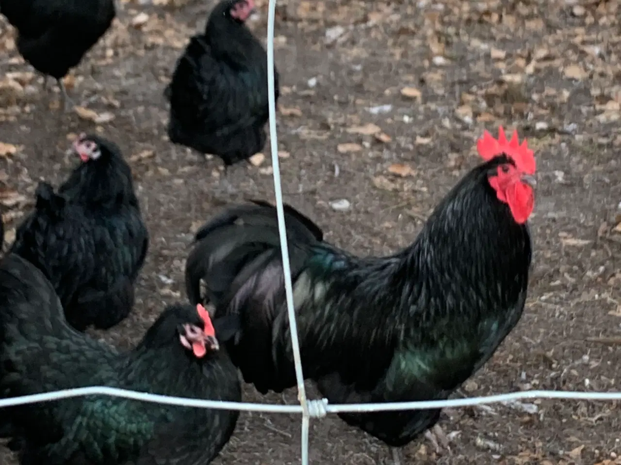 Billede 2 - Rugeæg, 10-20 stk af Australorps