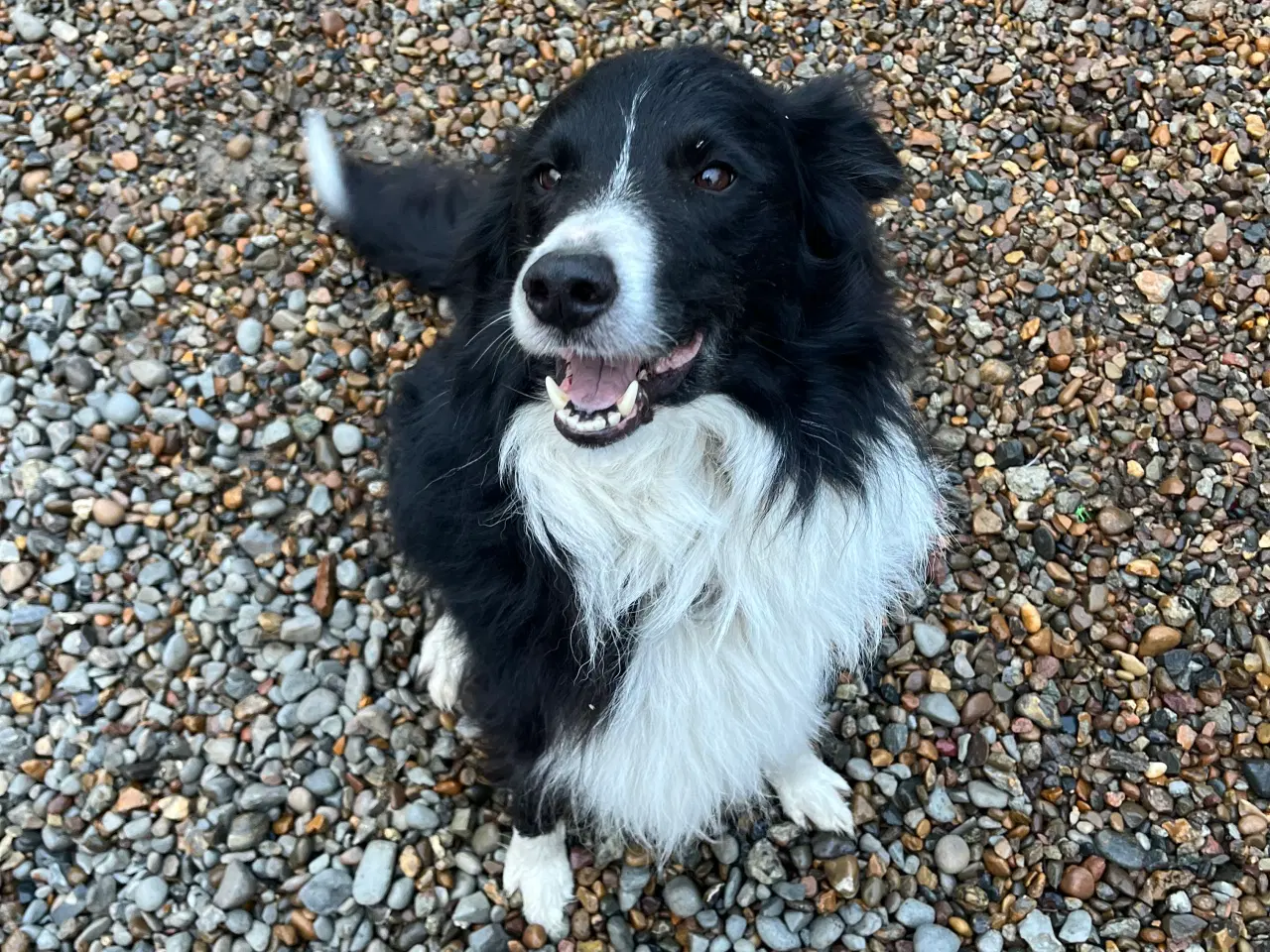Billede 8 - Border Collie hvalp
