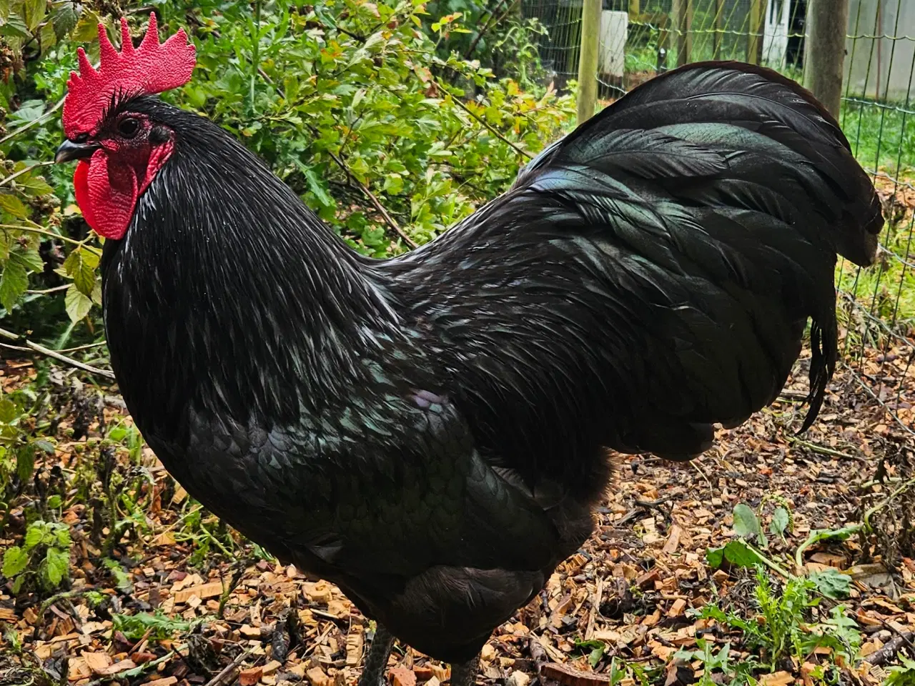 Billede 4 - Hanekylling Australorps 