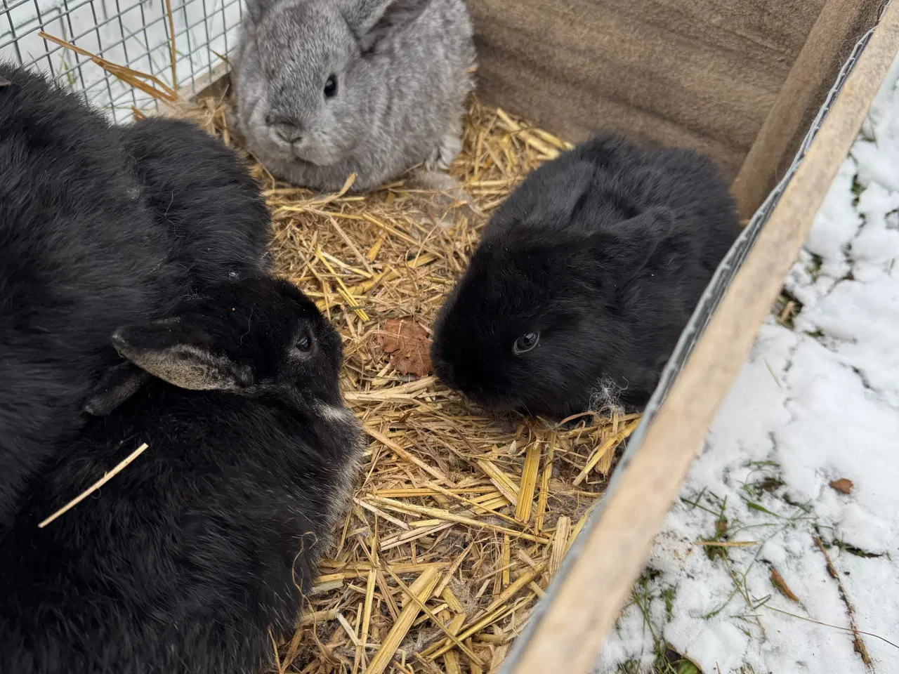 Billede 11 - Dværgvædder unger sælges 