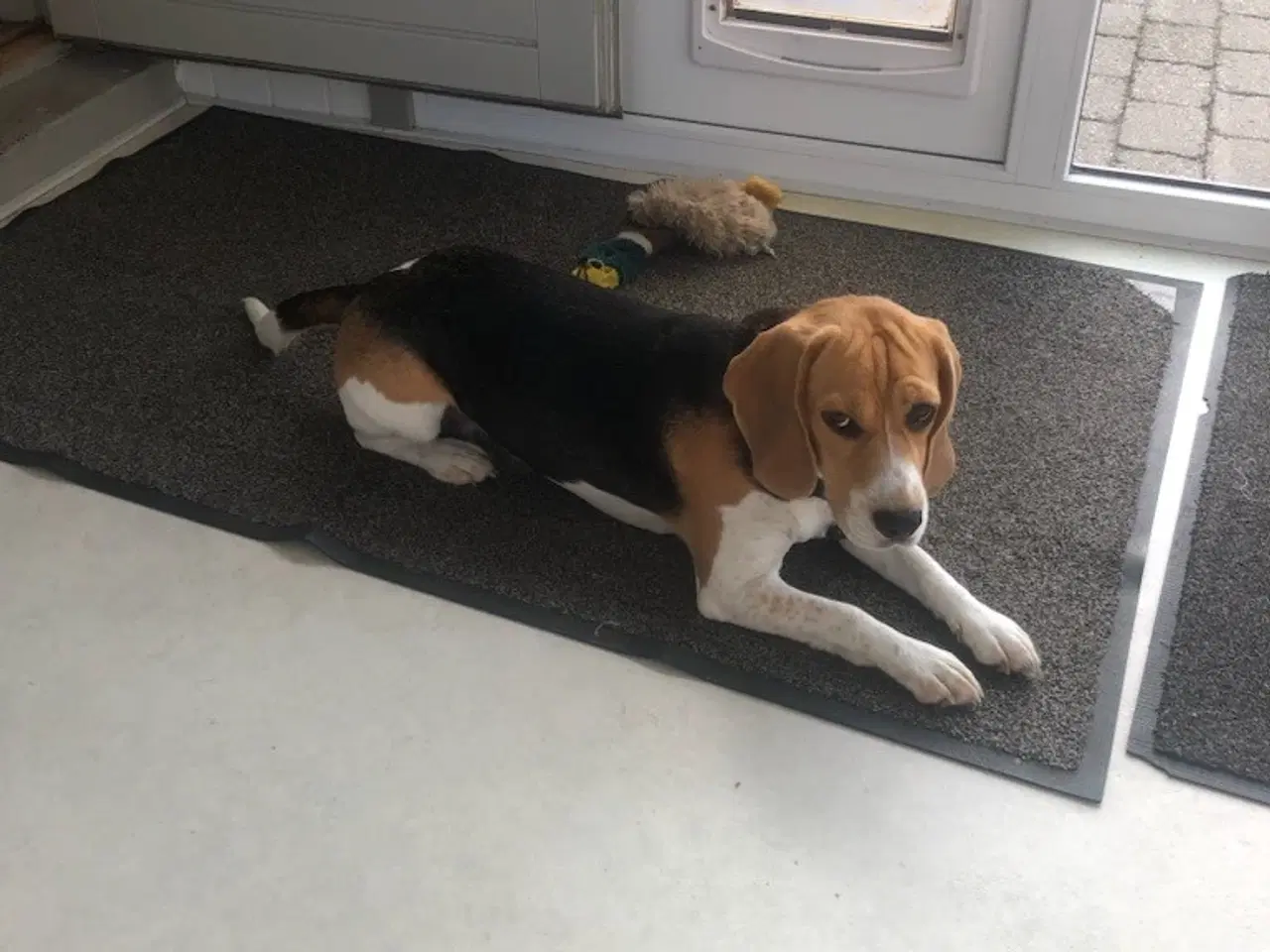Billede 6 - søger beagle hanhund