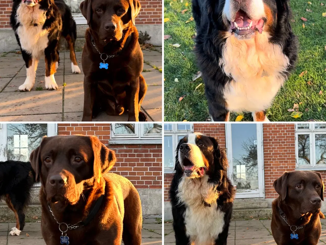 Billede 2 - Berner Sennen & Labrador - Bedækning tilbydes