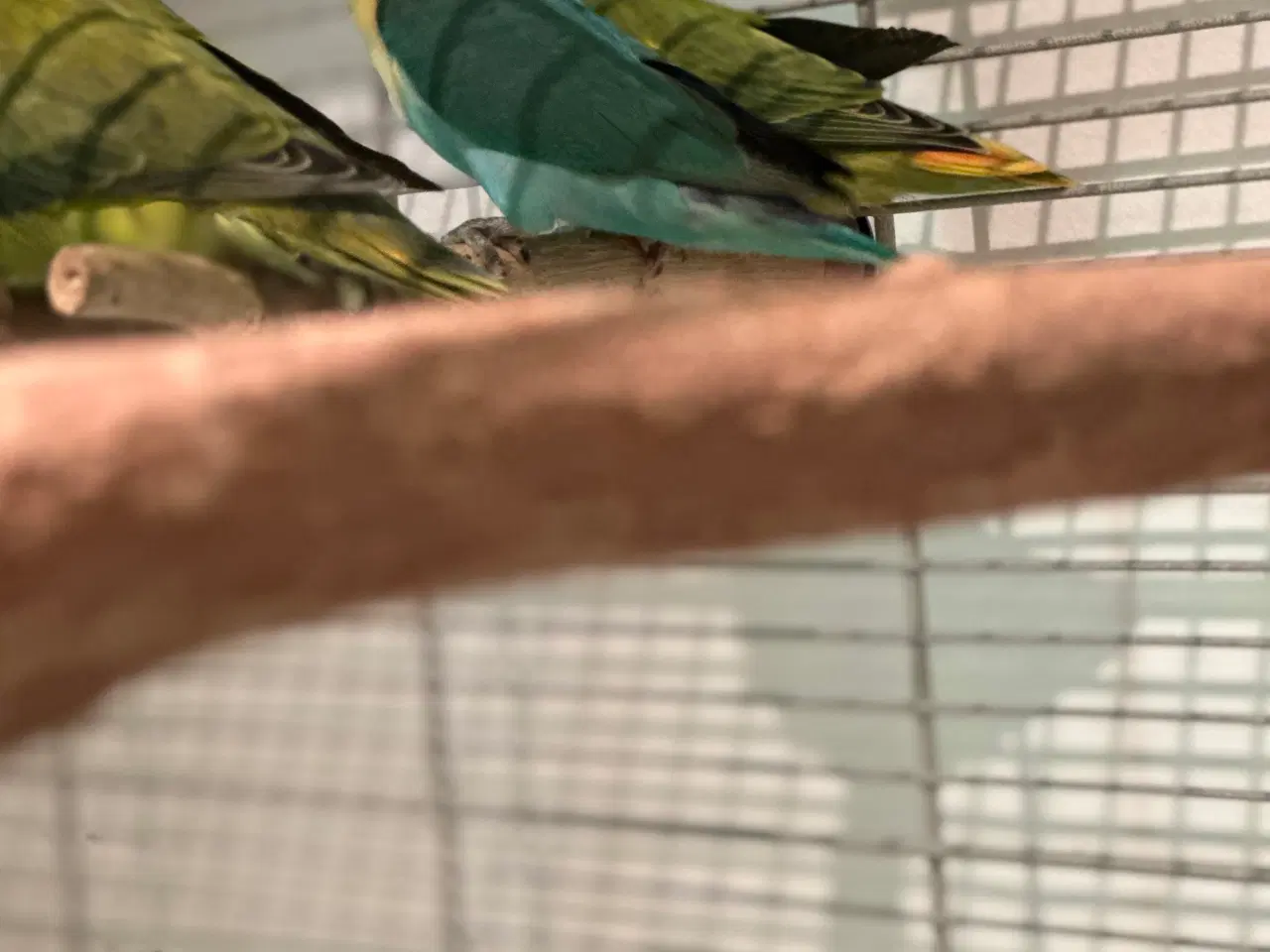 Billede 3 - Dværvpapegøjer