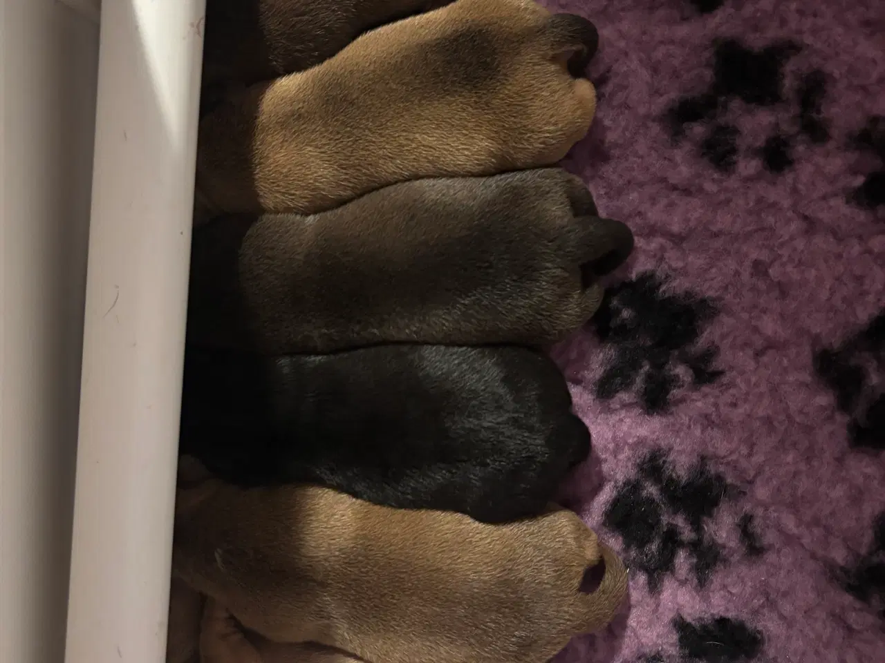 Billede 1 - American bully