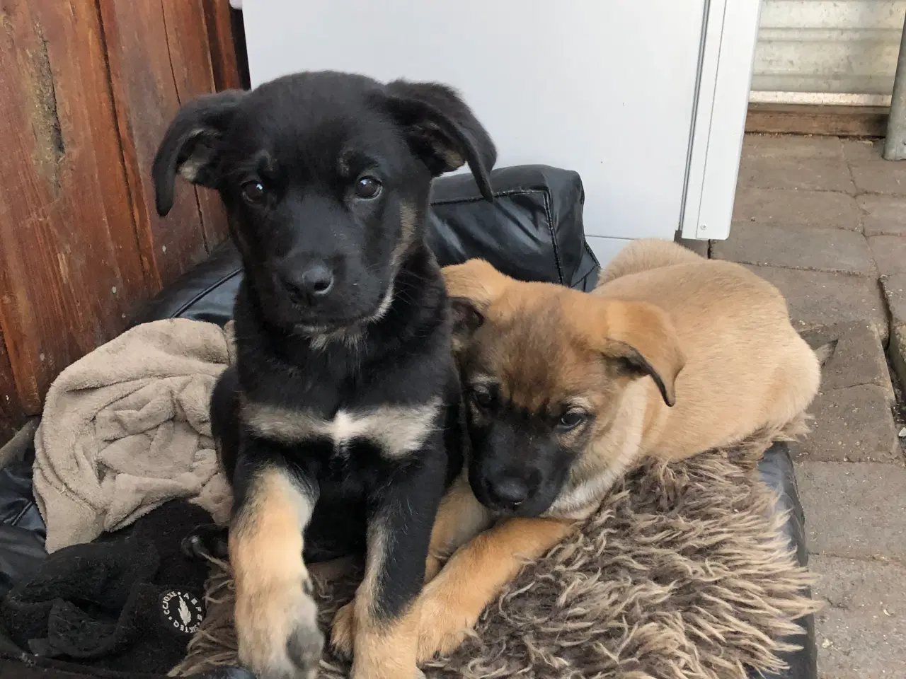Billede 7 - Cane Corso / Shæfer