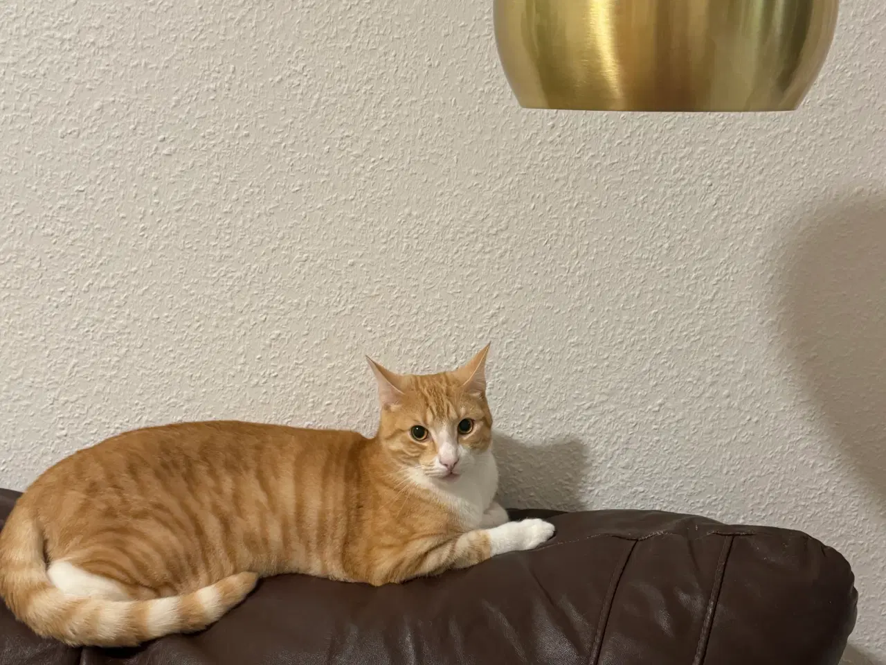 Billede 12 - 2 årig kat gives væk