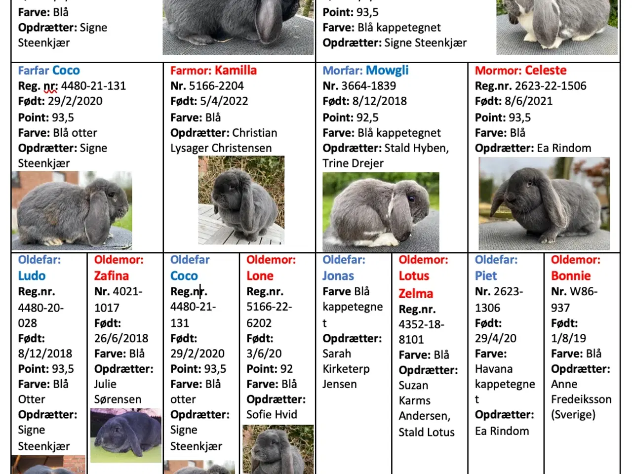 Billede 3 - FRANSK VÆDDER HAN ISABELLA KATTETEGNET