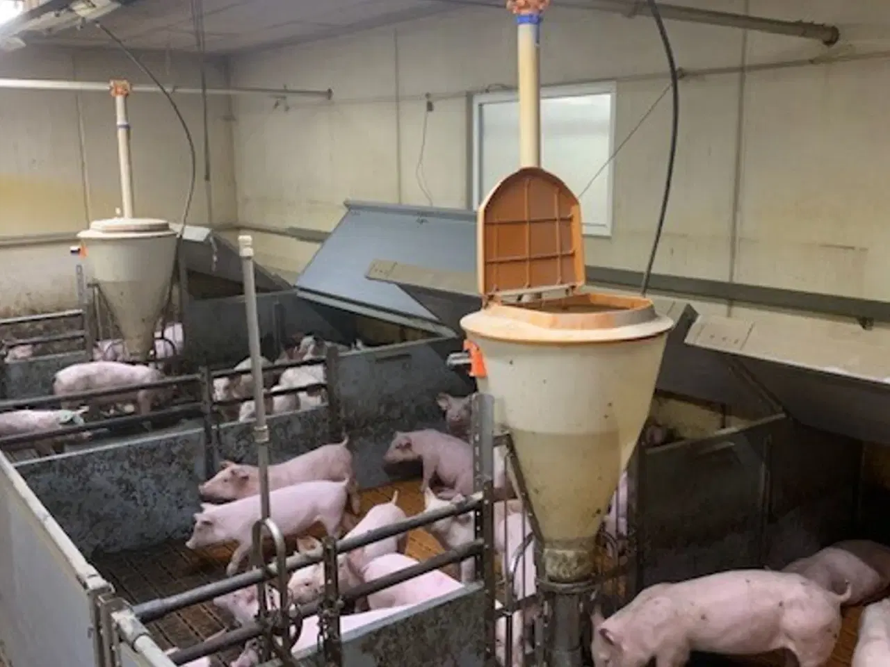 Billede 2 - Big Dutchman inventar Smågrisestald 130m2