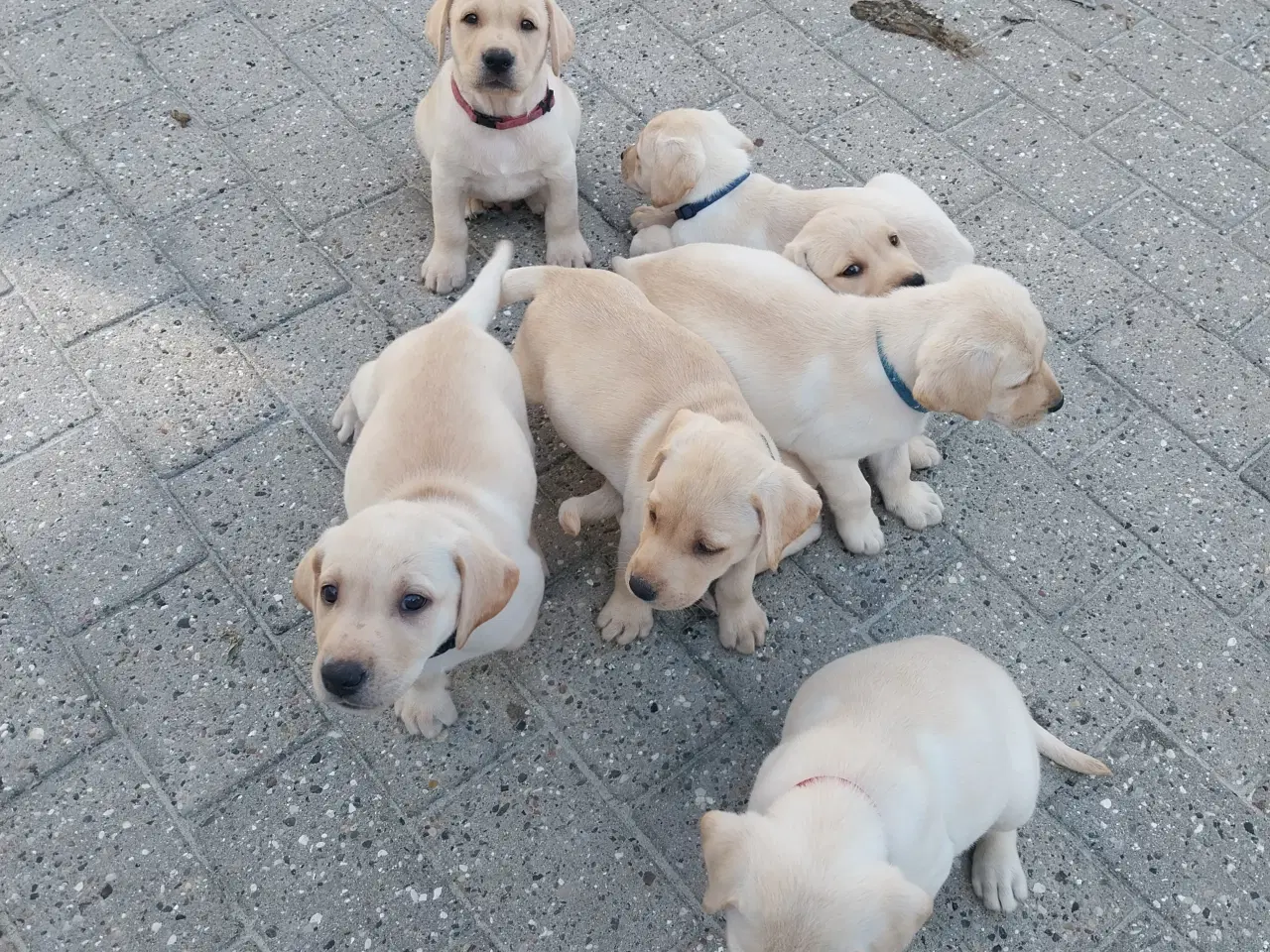 Billede 10 - Gule labrador hvalpe.
