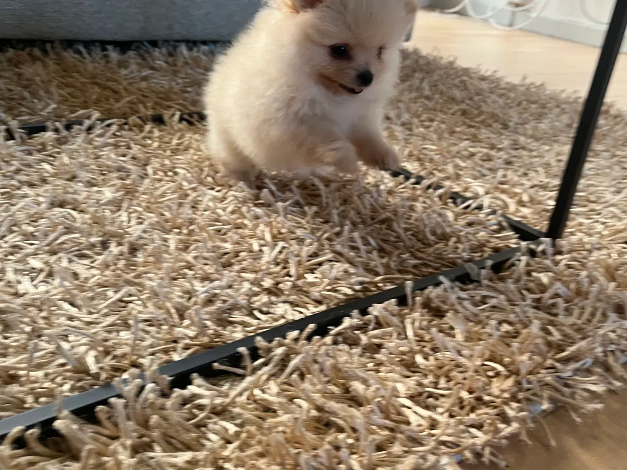 Billede 8 - Så der kun lille Ludvig tilbage