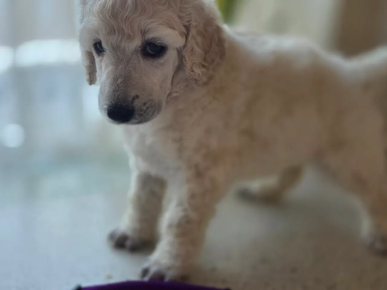 Billede 4 - Stor pudel hvalpe 