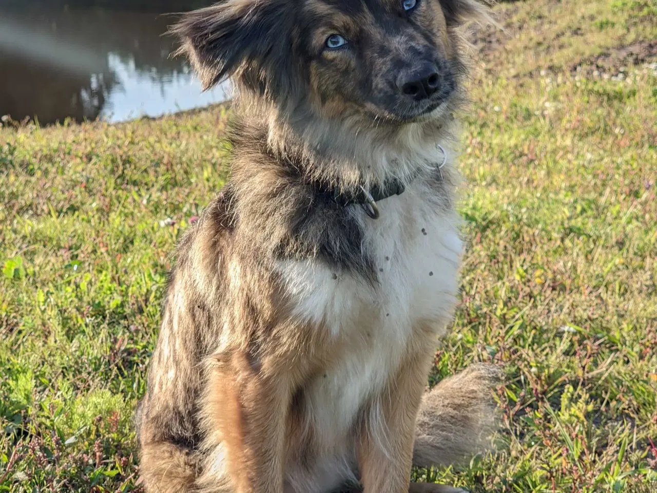 Billede 3 - Islandskfårehunde blanding, hvalpe 