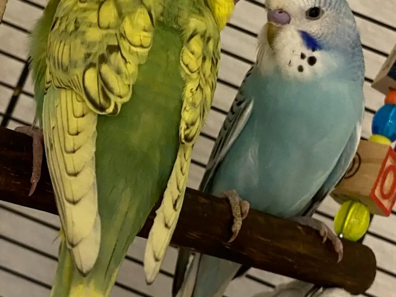 Billede 4 - 2 undulater sælges