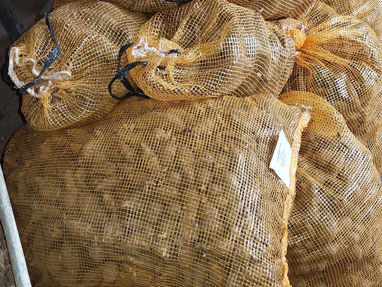 Billede 1 - Jordskokker