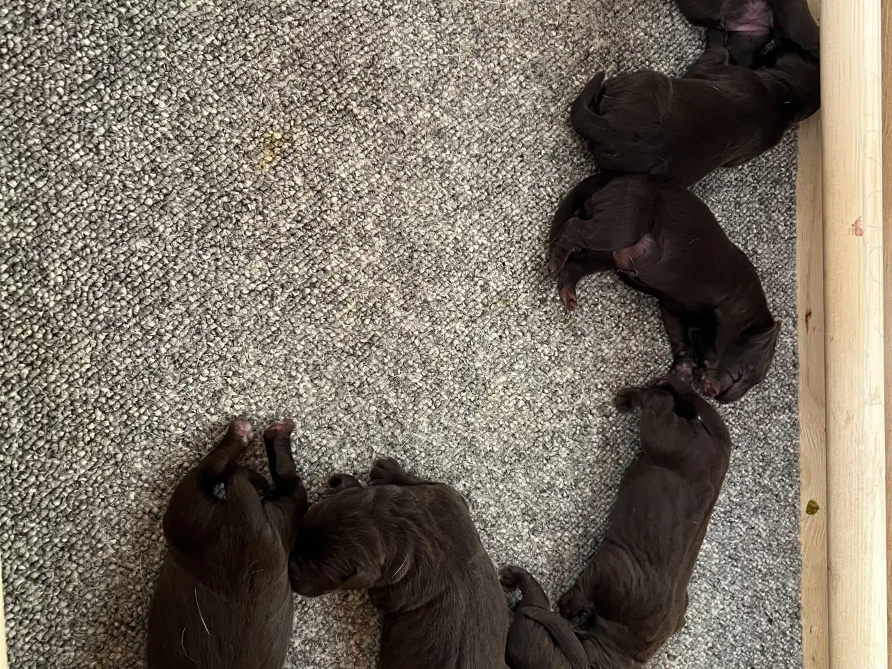 Billede 1 - Brune labrador hvalpe