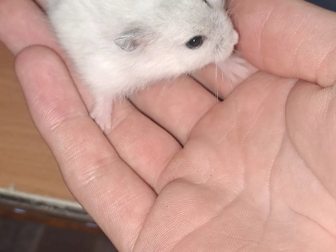 Billede 3 - Hvide Hamster unger