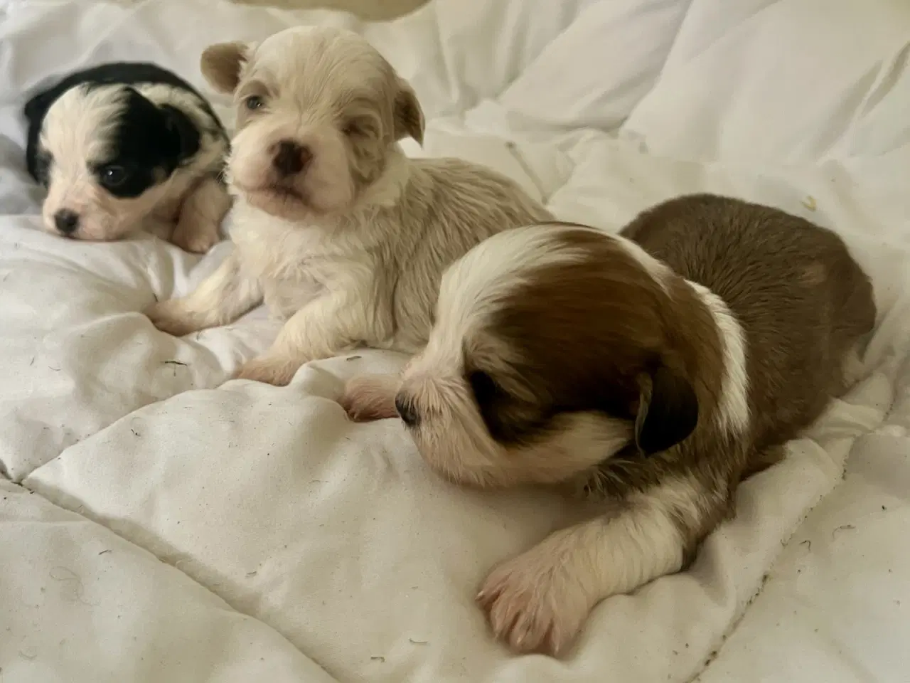 Billede 8 - Allergivenlig Shih Tzu / Bichon Havanais