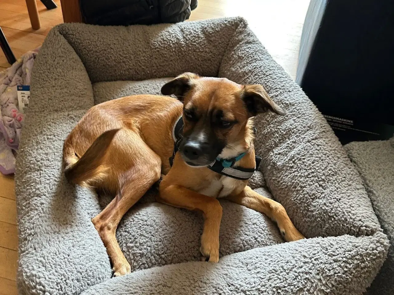 Billede 9 - Hund søger nyt hjem 