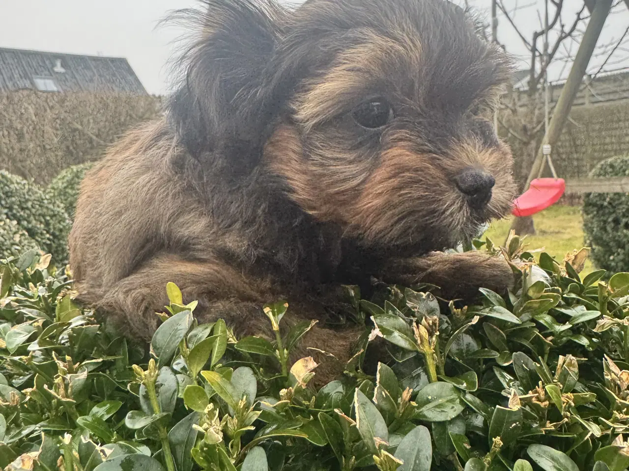 Billede 1 - Bichon havanaiser hvalpe med stamtavle 