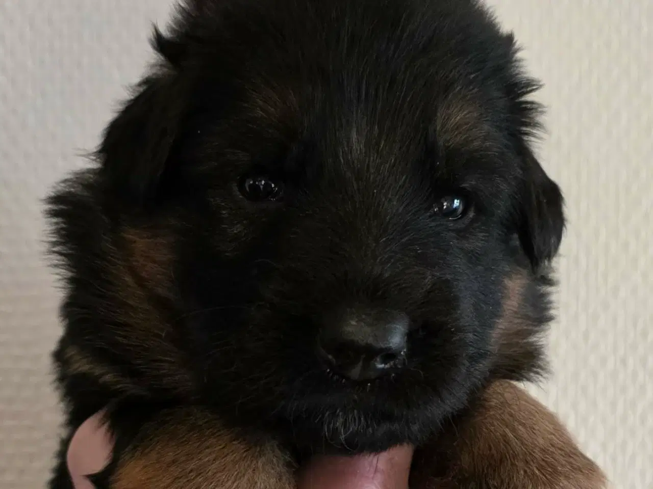 Billede 7 - Top Schæfer hvalp 