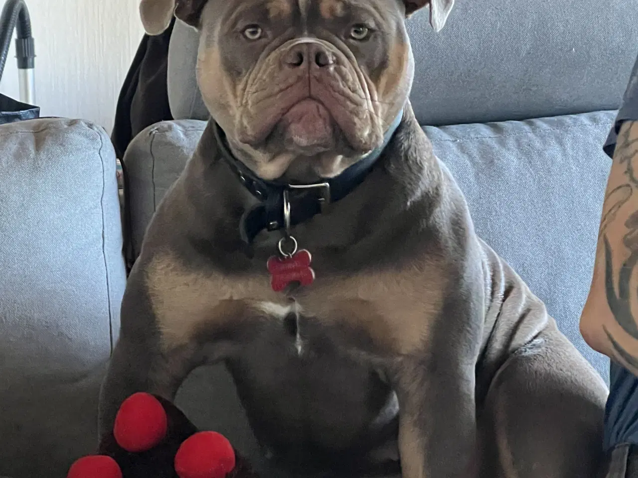 Billede 5 - Old english bulldog