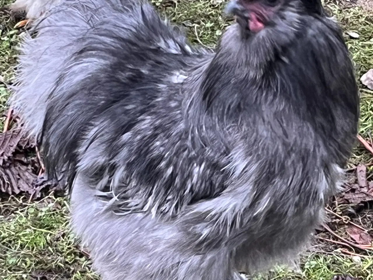 Billede 2 - To smukke haner