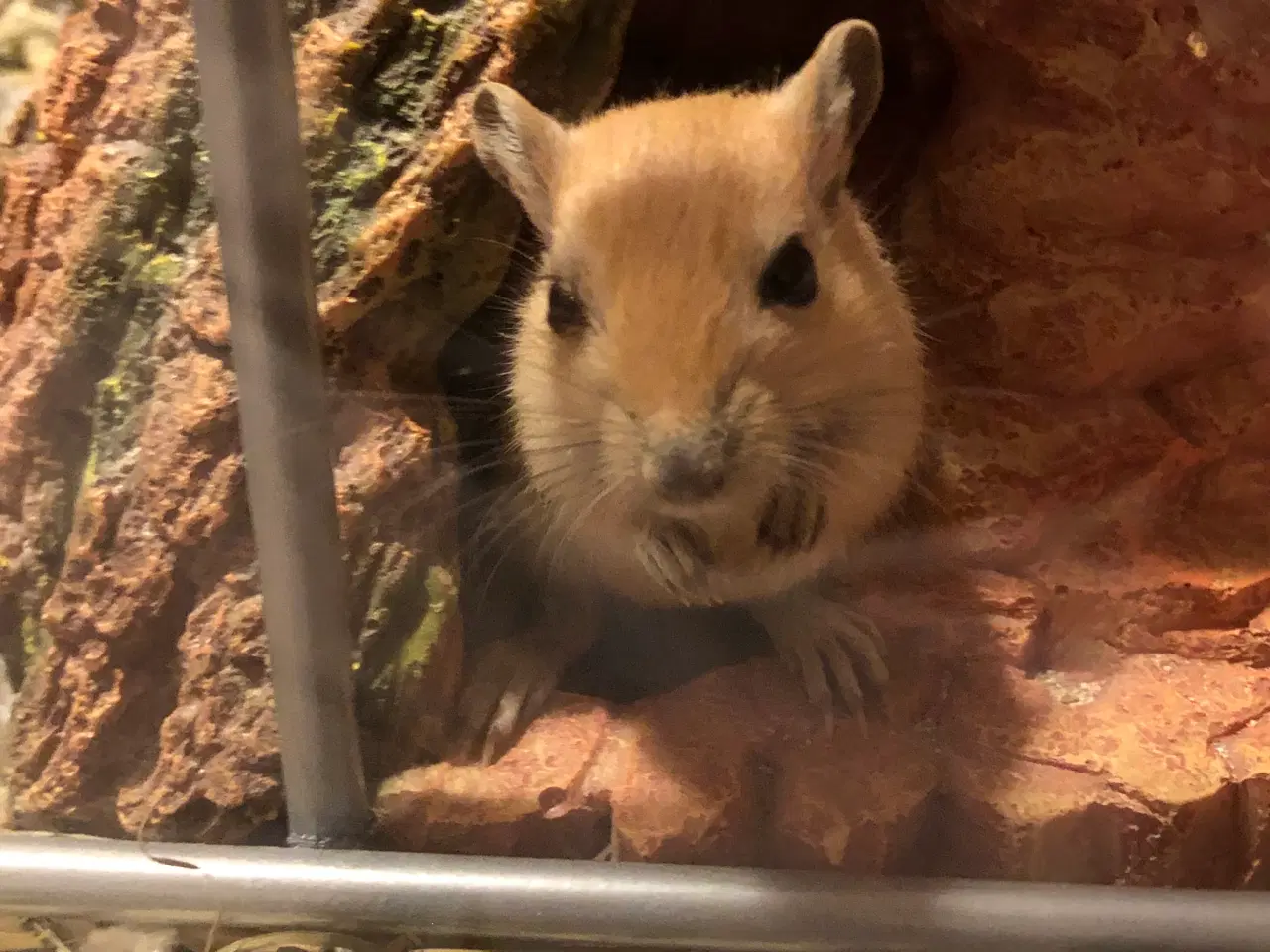 Billede 3 - 3 Ørkenrotter hanner